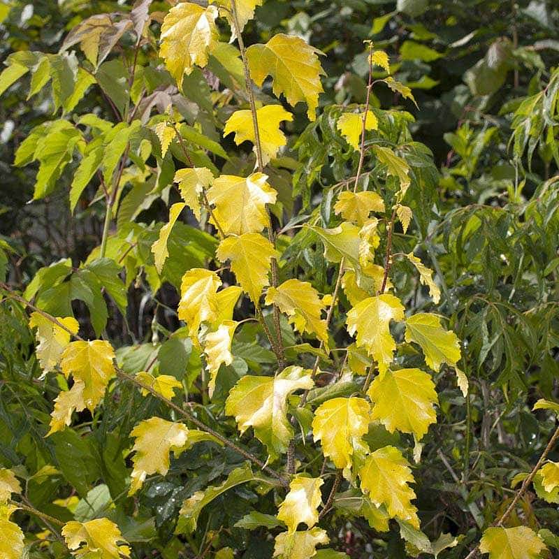 Brzoza brodawkowata ‘AUREA’ kolumnowa – złocisty akcent w ogrodzie